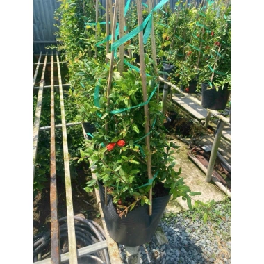 Cây lựu đỏ Ấn Độ chậu size lớn cao 80-120cm đang hoa nụ - Giá chỉ 65.000₫ 3