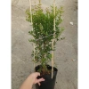 Cây lựu đỏ Ấn Độ chậu size lớn cao 80-120cm đang hoa nụ - Giá chỉ 65.000₫ 4