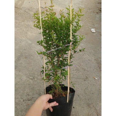 Cây lựu đỏ Ấn Độ chậu size lớn cao 80-120cm đang hoa nụ - Giá chỉ 65.000₫ 4