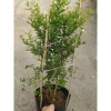 Cây lựu đỏ Ấn Độ chậu size lớn cao 80-120cm đang hoa nụ - Giá chỉ 65.000₫ 5