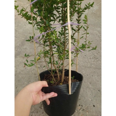 Cây lựu đỏ Ấn Độ chậu size lớn cao 80-120cm đang hoa nụ - Giá chỉ 65.000₫ 6