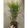 Cây lựu đỏ Ấn Độ chậu size lớn cao 80-120cm đang hoa nụ - Giá chỉ 65.000₫ 7