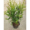 Cây lựu đỏ Ấn Độ chậu size lớn cao 80-120cm đang hoa nụ - Giá chỉ 65.000₫ 8
