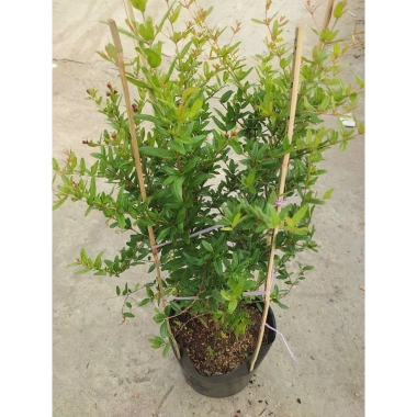Cây lựu đỏ Ấn Độ chậu size lớn cao 80-120cm đang hoa nụ - Giá chỉ 65.000₫ 8