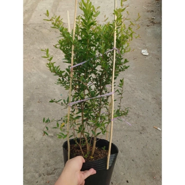 Cây lựu đỏ Ấn Độ chậu size lớn cao 80-120cm đang hoa nụ - Giá chỉ 65.000₫ 9