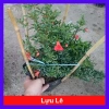Cây lựu đỏ Ấn Độ chậu size lớn cao 80-120cm đang hoa nụ - Giá chỉ 65.000₫ 10