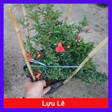 Cây lựu đỏ Ấn Độ chậu size lớn cao 80-120cm đang hoa nụ - Giá chỉ 65.000₫ 10