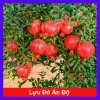 Cây lựu đỏ Ấn Độ chiết cành gốc to, đẹp, cho quả - Giá ưu đãi 86.000đ