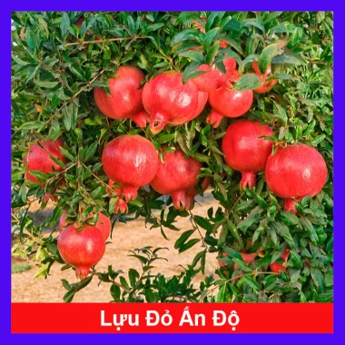 Cây lựu đỏ Ấn Độ chiết cành gốc to, đẹp, cho quả - Giá ưu đãi 86.000đ