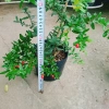 Cây lựu đỏ Ấn Độ chiết cành gốc to, đẹp, cho quả - Giá ưu đãi 86.000đ 2