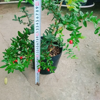 Cây lựu đỏ Ấn Độ chiết cành gốc to, đẹp, cho quả - Giá ưu đãi 86.000đ