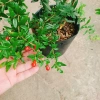 Cây lựu đỏ Ấn Độ chiết cành gốc to, đẹp, cho quả - Giá ưu đãi 86.000đ 3