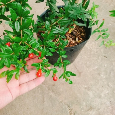 Cây lựu đỏ Ấn Độ chiết cành gốc to, đẹp, cho quả - Giá ưu đãi 86.000đ
