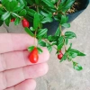 Cây lựu đỏ Ấn Độ chiết cành gốc to, đẹp, cho quả - Giá ưu đãi 86.000đ 4