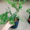 Cây lựu đỏ Ấn Độ chiết cành gốc to, đẹp, cho quả - Giá ưu đãi 86.000đ 5