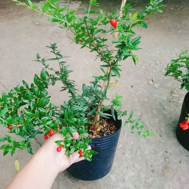 Cây lựu đỏ Ấn Độ chiết cành gốc to, đẹp, cho quả - Giá ưu đãi 86.000đ