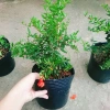 Cây lựu đỏ Ấn Độ chiết cành gốc to, đẹp, cho quả - Giá ưu đãi 86.000đ 6