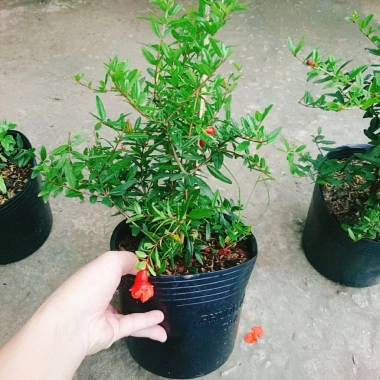 Cây lựu đỏ Ấn Độ chiết cành gốc to, đẹp, cho quả - Giá ưu đãi 86.000đ