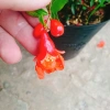 Cây lựu đỏ Ấn Độ chiết cành gốc to, đẹp, cho quả - Giá ưu đãi 86.000đ 7