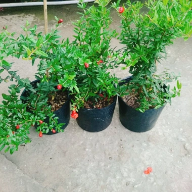 Cây lựu đỏ Ấn Độ chiết cành gốc to, đẹp, cho quả - Giá ưu đãi 86.000đ