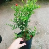 Cây lựu đỏ Ấn Độ chiết cành gốc to, đẹp, cho quả - Giá ưu đãi 86.000đ 9
