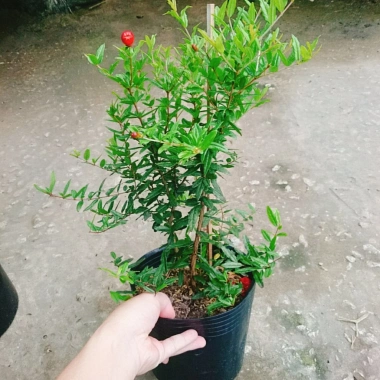 Cây lựu đỏ Ấn Độ chiết cành gốc to, đẹp, cho quả - Giá ưu đãi 86.000đ 9 Cây lựu đỏ Ấn Độ chiết cành gốc to, đẹp, cho quả - Giá ưu đãi 86.000đ 9