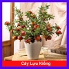 Cây Lựu Kiểng Mini - Cây Cảnh Để Bàn Giá 55.000₫, Trang Trí Nhà Xinh