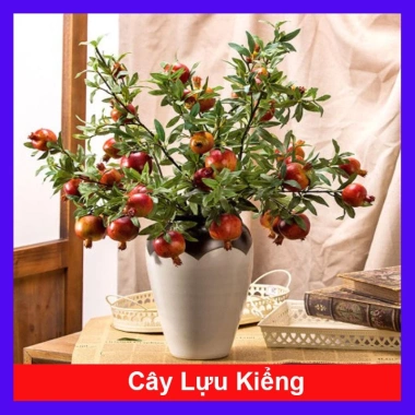 Cây Lựu Kiểng Mini - Cây Cảnh Để Bàn Giá 55.000₫, Trang Trí Nhà Xinh