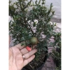 Cây Lựu Kiểng Mini - Cây Cảnh Để Bàn Giá 55.000₫, Trang Trí Nhà Xinh 3