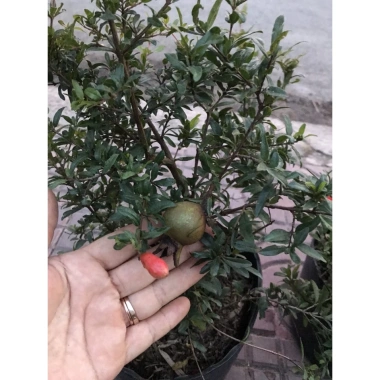 Cây Lựu Kiểng Mini - Cây Cảnh Để Bàn Giá 55.000₫, Trang Trí Nhà Xinh