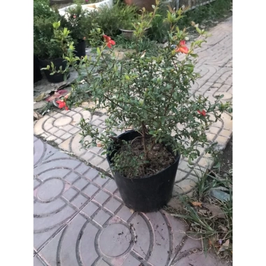 Cây Lựu Kiểng Mini - Cây Cảnh Để Bàn Giá 55.000₫, Trang Trí Nhà Xinh 4 Cây Lựu Kiểng Mini - Cây Cảnh Để Bàn Giá 55.000₫, Trang Trí Nhà Xinh 4