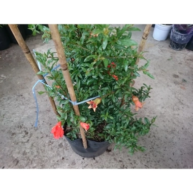 Cây Lựu Kiểng Mini - Cây Cảnh Để Bàn Giá 55.000₫, Trang Trí Nhà Xinh 6 Cây Lựu Kiểng Mini - Cây Cảnh Để Bàn Giá 55.000₫, Trang Trí Nhà Xinh 6