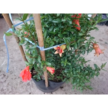 Cây Lựu Kiểng Mini - Cây Cảnh Để Bàn Giá 55.000₫, Trang Trí Nhà Xinh