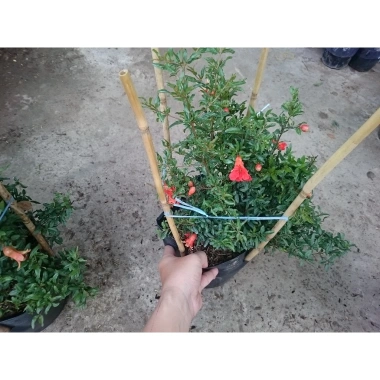 Cây Lựu Kiểng Mini - Cây Cảnh Để Bàn Giá 55.000₫, Trang Trí Nhà Xinh