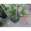 Cây Lựu Kiểng Mini - Cây Cảnh Để Bàn Giá 55.000₫, Trang Trí Nhà Xinh 9