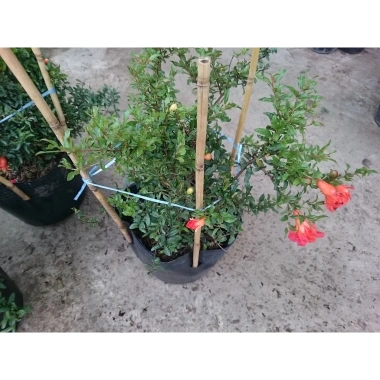 Cây Lựu Kiểng Mini - Cây Cảnh Để Bàn Giá 55.000₫, Trang Trí Nhà Xinh
