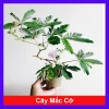 Cây Mắc Cỡ Mimosa Pudica - Cây trang trí độc đáo, xinh xắn, giảm giá 25.000 VND