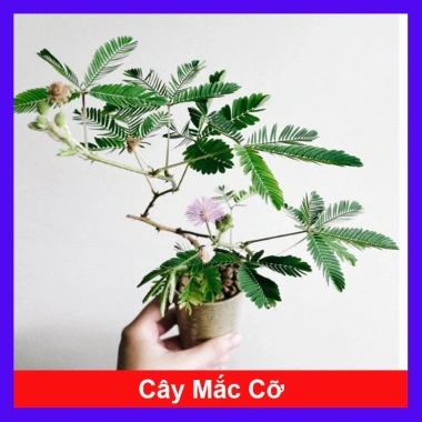 Cây Mắc Cỡ Mimosa Pudica - Cây trang trí độc đáo, xinh xắn, giảm giá 25.000 VND
