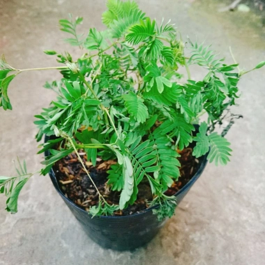 Cây Mắc Cỡ Mimosa Pudica - Cây trang trí độc đáo, xinh xắn, giảm giá 25.000 VND