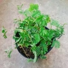 Cây Mắc Cỡ Mimosa Pudica - Cây trang trí độc đáo, xinh xắn, giảm giá 25.000 VND 3