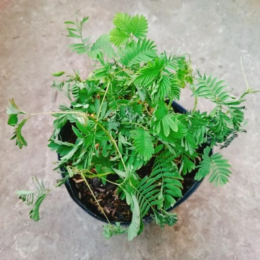 Cây Mắc Cỡ Mimosa Pudica - Cây trang trí độc đáo, xinh xắn, giảm giá 25.000 VND