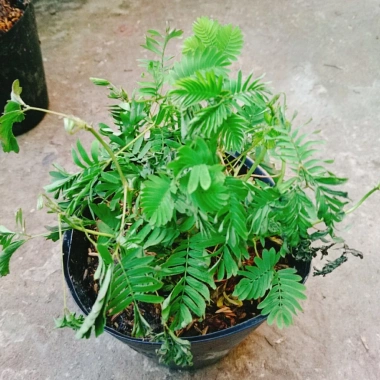 Cây Mắc Cỡ Mimosa Pudica - Cây trang trí độc đáo, xinh xắn, giảm giá 25.000 VND