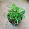 Cây Mắc Cỡ Mimosa Pudica - Cây trang trí độc đáo, xinh xắn, giảm giá 25.000 VND 5