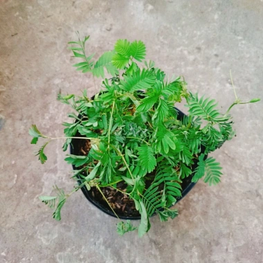 Cây Mắc Cỡ Mimosa Pudica - Cây trang trí độc đáo, xinh xắn, giảm giá 25.000 VND 6 Cây Mắc Cỡ Mimosa Pudica - Cây trang trí độc đáo, xinh xắn, giảm giá 25.000 VND 6