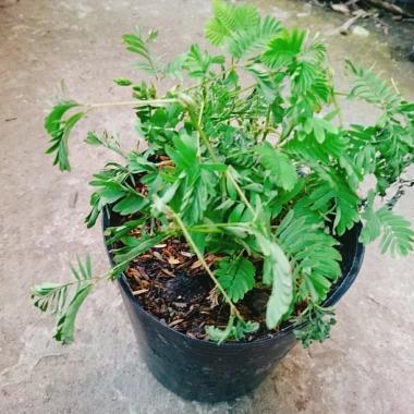 Cây Mắc Cỡ Mimosa Pudica - Cây trang trí độc đáo, xinh xắn, giảm giá 25.000 VND 7 Cây Mắc Cỡ Mimosa Pudica - Cây trang trí độc đáo, xinh xắn, giảm giá 25.000 VND 7
