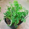Cây Mắc Cỡ Mimosa Pudica - Cây trang trí độc đáo, xinh xắn, giảm giá 25.000 VND 8