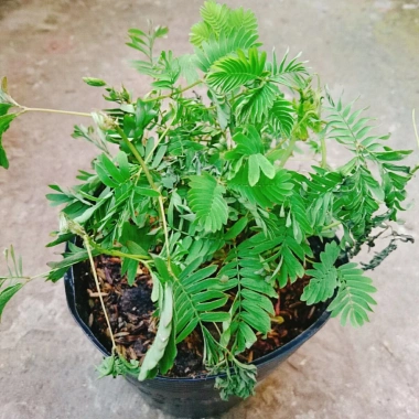 Cây Mắc Cỡ Mimosa Pudica - Cây trang trí độc đáo, xinh xắn, giảm giá 25.000 VND 8 Cây Mắc Cỡ Mimosa Pudica - Cây trang trí độc đáo, xinh xắn, giảm giá 25.000 VND 8