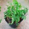 Cây Mắc Cỡ Mimosa Pudica - Cây trang trí độc đáo, xinh xắn, giảm giá 25.000 VND 9