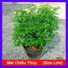 Cây Mai Chiếu Thuỷ 50-80cm - Cây Cảnh Phong Thủy May Mắn Trang Trí Nhà & Vườn