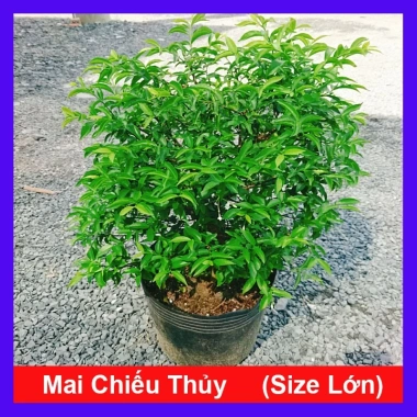 Cây Mai Chiếu Thuỷ 50-80cm - Cây Cảnh Phong Thủy May Mắn Trang Trí Nhà & Vườn